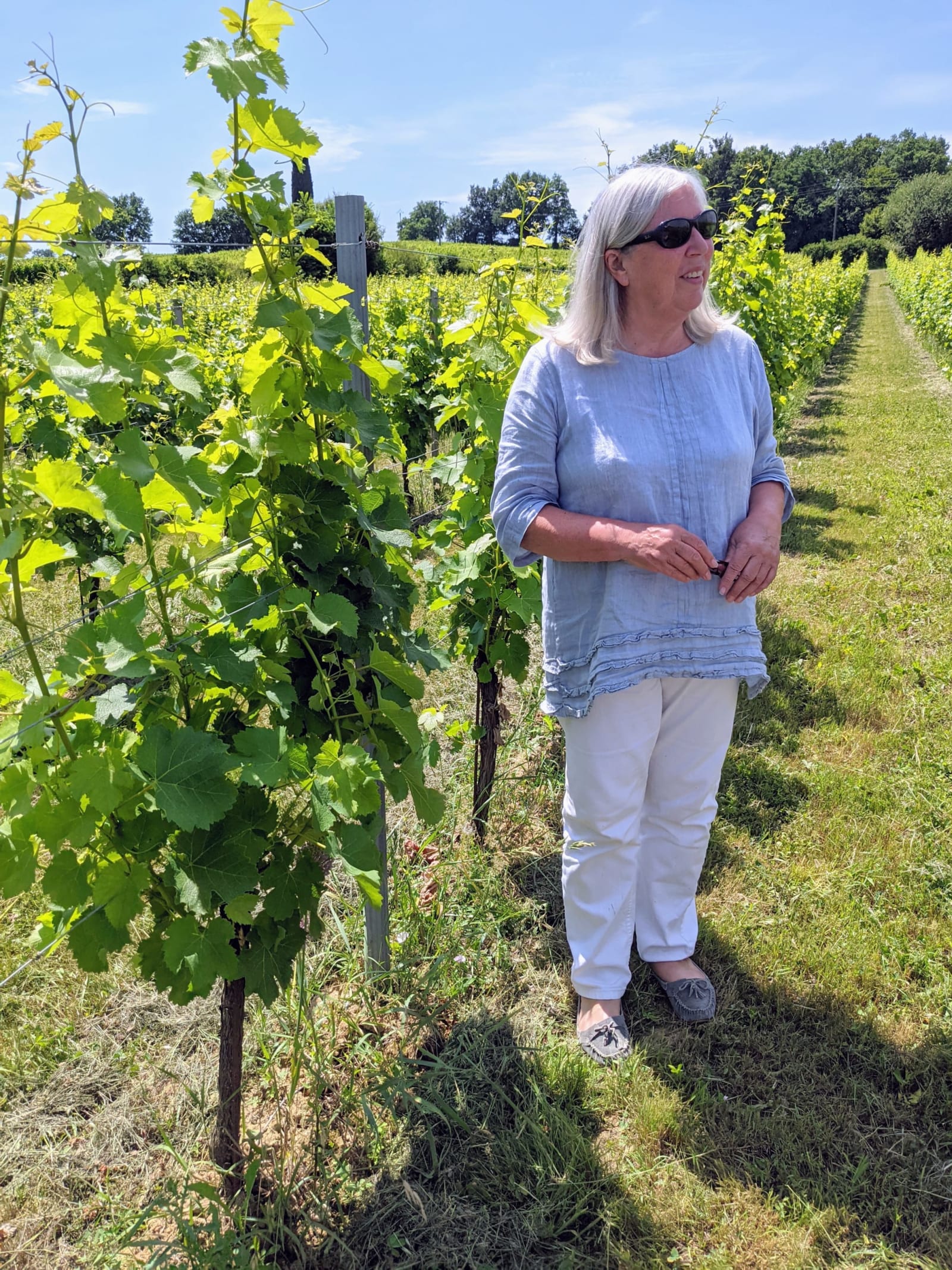 A walk through the vines